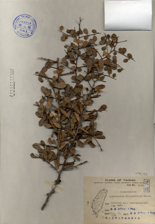 Gymnosporia diversifolia Maxim._標本_BRCM 4231