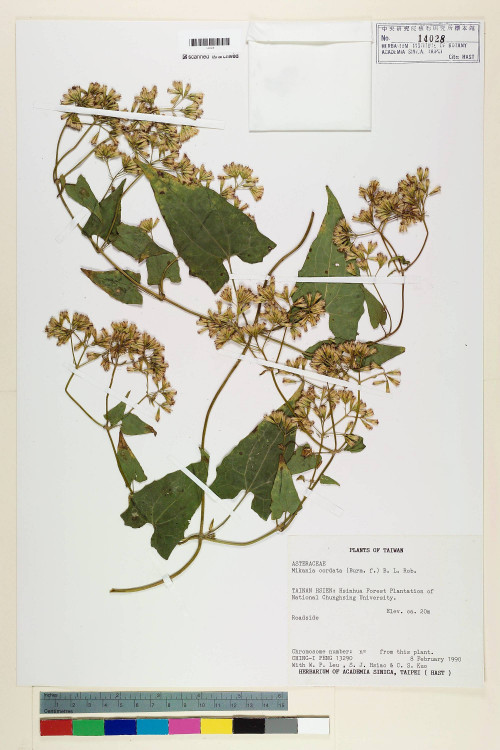 Mikania cordata (Burm. f.) B. L. Rob._標本_BRCM 7307