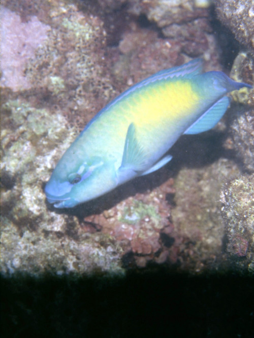 藍頭綠鸚哥魚