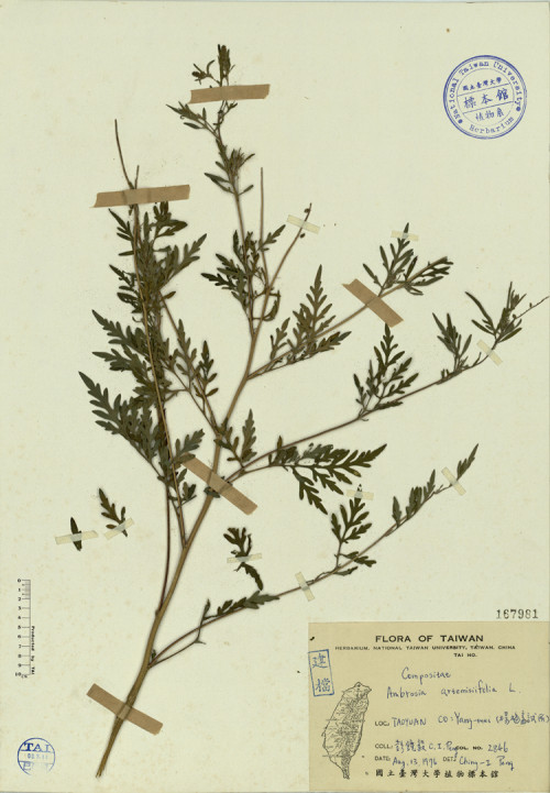 Ambrosia artemisiifolia L._標本_BRCM 3968