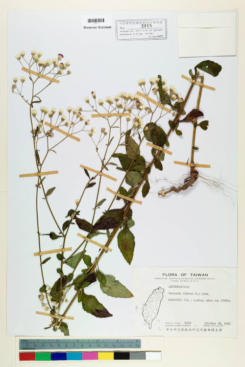 Vernonia cinerea (L.) Less._標本_BRCM 5088