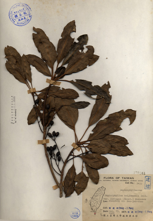 Daphniphyllum teijsmannii Zoll. var. oldhamii (Hemsl.) Huzusawa_標本_BRCM 4252