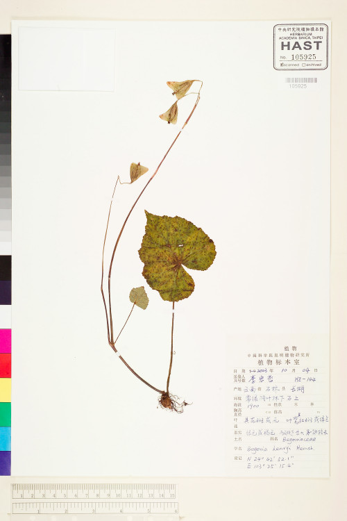 Begonia henryi標本_BRCM 1848