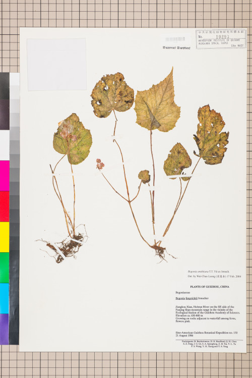 Begonia smithiana標本_BRCM 1066