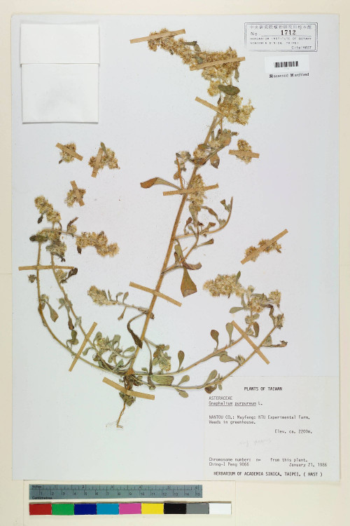 Gnaphalium purpureum L._標本_BRCM 5566
