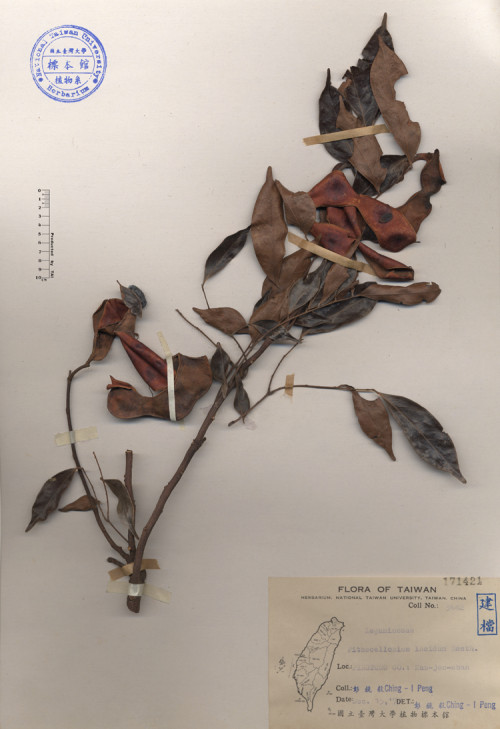 Pithecolobium lucidum Benth._標本_BRCM 4203