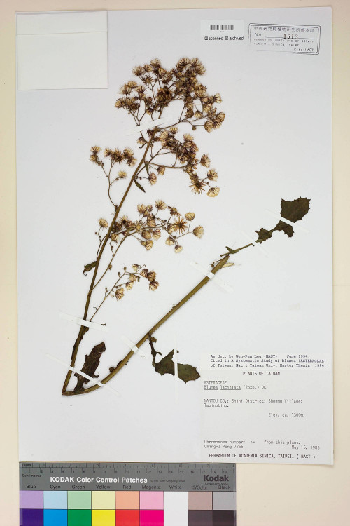 Blumea laciniata (Roxb.) DC._標本_BRCM 3793