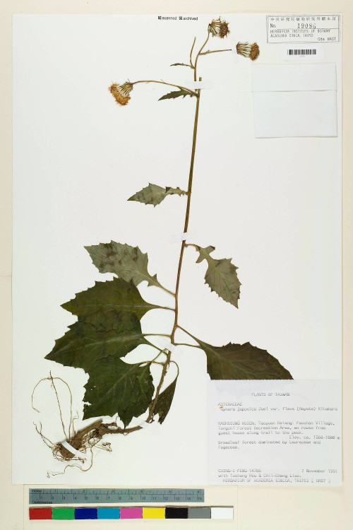 Gynura japonica (Thunb.) Juel var. flava (Hayata) Kitam._標本_BRCM 7388