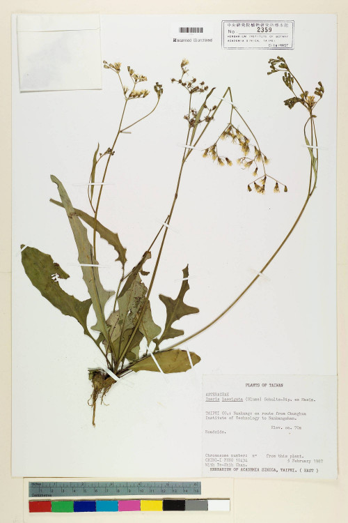 Ixeris laevigata (Blume) Schultz-Bip. ex Maxim var. oldhami (Maxim.) Kitam._標本_BRCM 6936