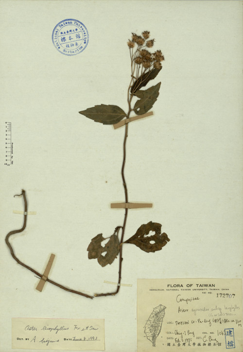 Aster ageratoides subsp. leiophyllus (Fr. et Sav.) Kitam._標本_BRCM 4282