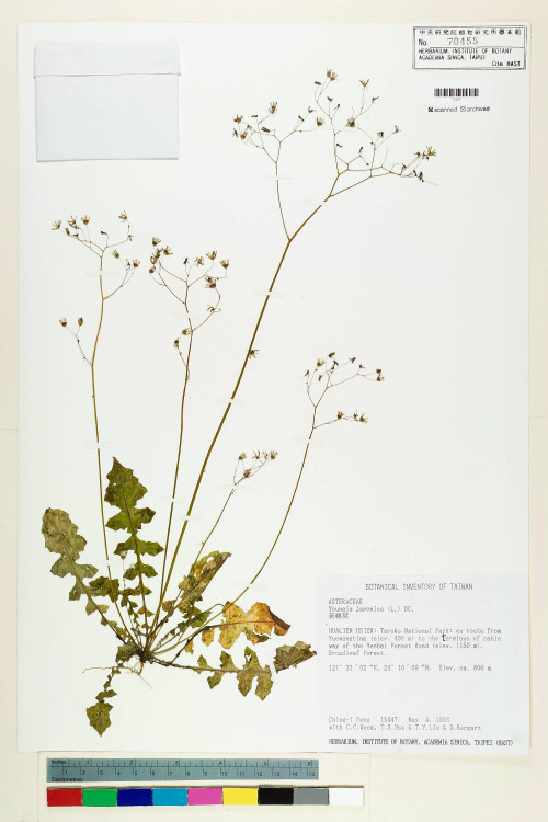 Youngia japonica (L.) DC._標本_BRCM 5514