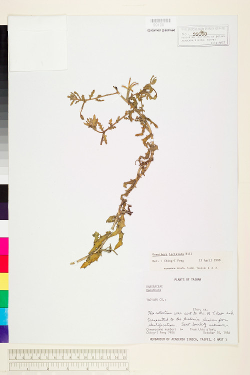 Oenothera laciniata J. Hill_標本_BRCM 5989