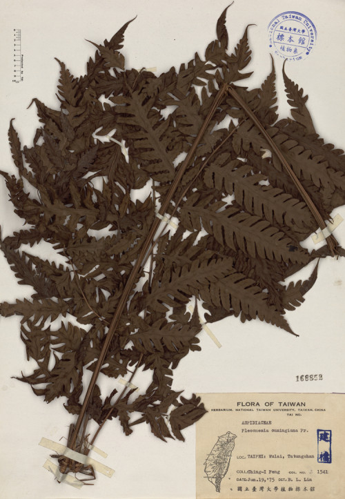 Pleocnemia cumingiana Pr._標本_BRCM 4051
