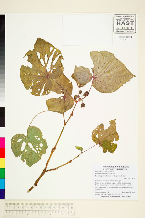 Begonia pseudolateralis標本_BRCM 1934