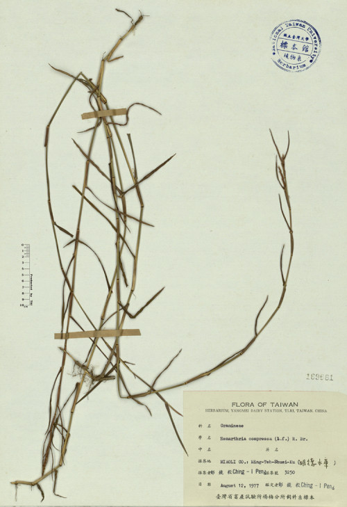 Hemarthria compressa (L.f.) R. Br._標本_BRCM 4091
