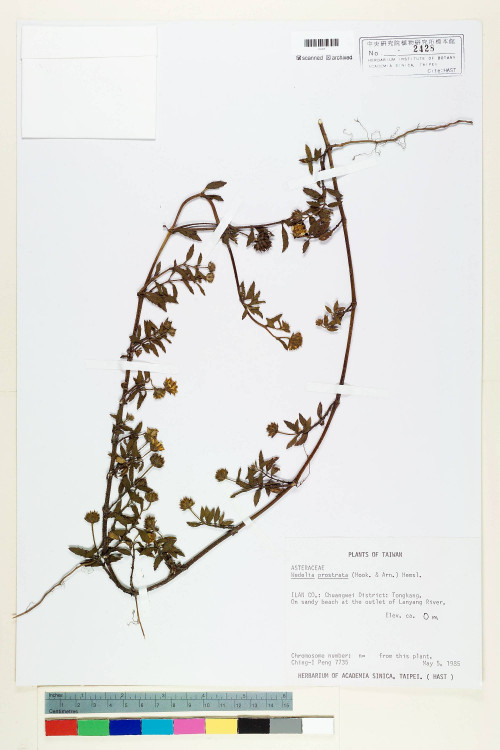 Wedelia prostrata (Hook. & Arn.) Hemsl._標本_BRCM 6654