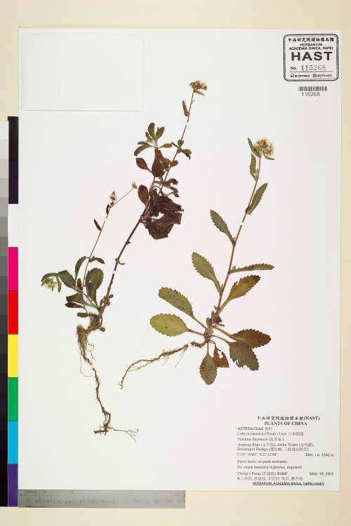 Conyza japonica (Thunb.) Less._標本_BRCM 7591