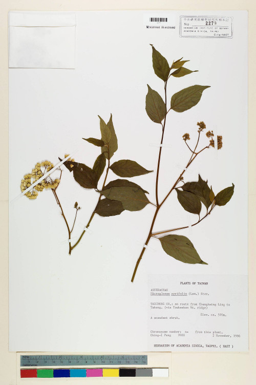Microglossa pyrifolia (Lam.) Kuntze_標本_BRCM 6884