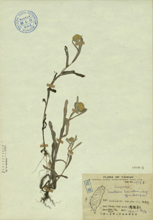 Gnaphalium luteoalbum subsp. affine (Don) Koster_標本_BRCM 4351