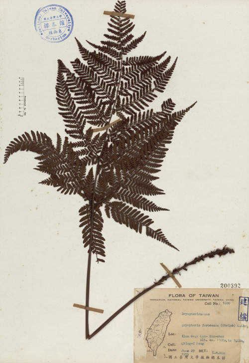 Dryopteris formosana (Christ) C. Chr._標本_BRCM 4638