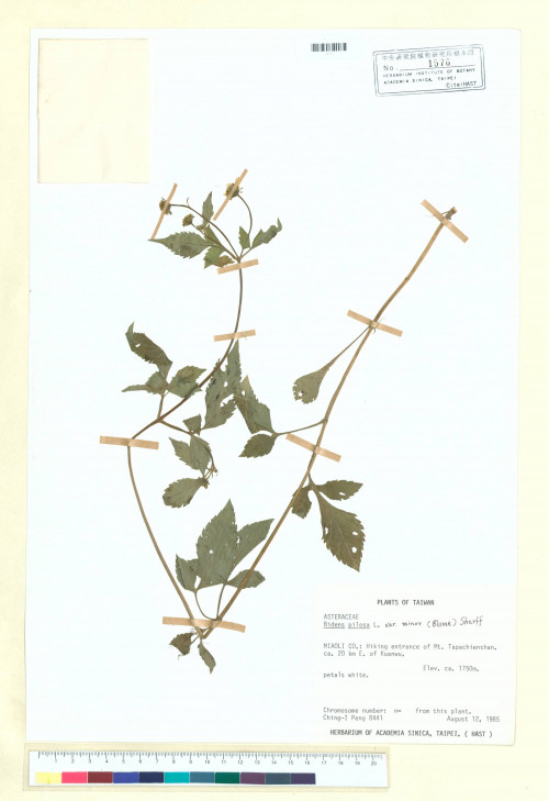 Bidens pilosa L. var. minor (Blume) Sherff_標本_BRCM 6724