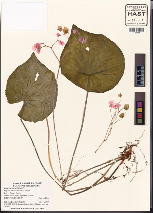 Begonia hernandiifolia標本_BRCM 2948