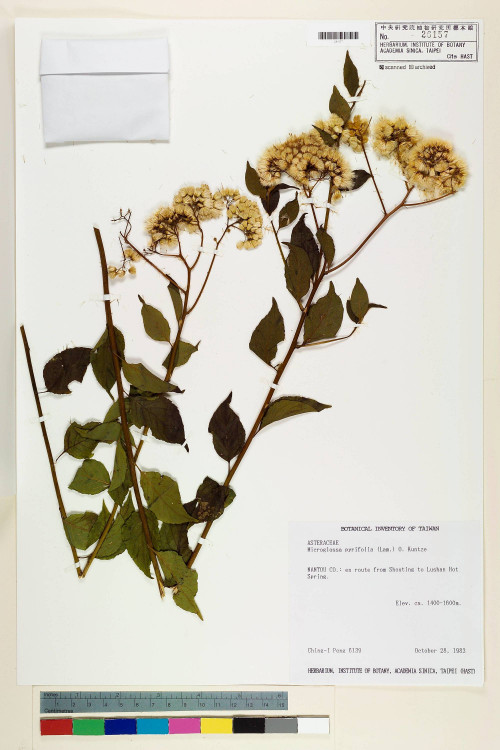 Microglossa pyrifolia (Lam.) Kuntze_標本_BRCM 6474