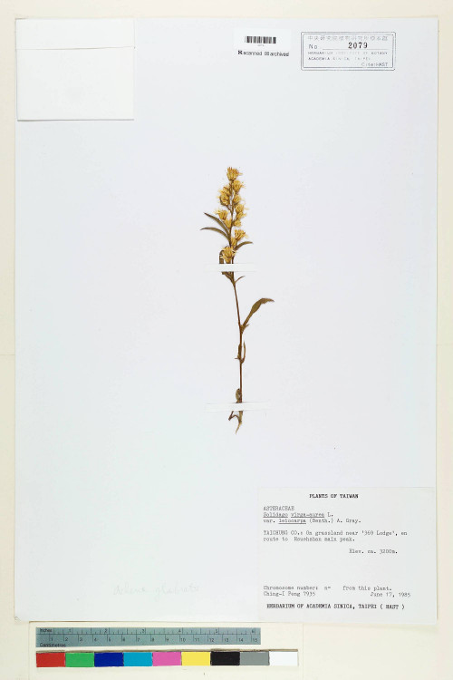 Solidago virgaurea L. var. leiocarpa (Benth.) A. Gray_標本_BRCM 6669