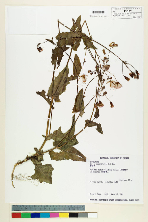 Emilia sonchifolia (L.) DC._標本_BRCM 5207
