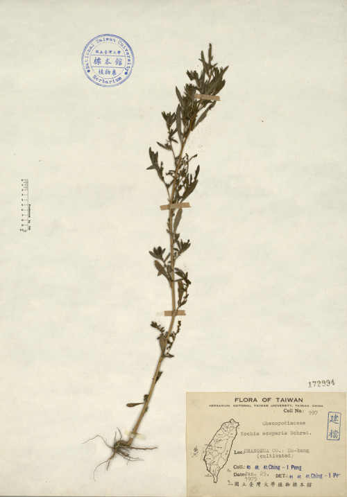 Kochia scoparia Schrad._標本_BRCM 4432