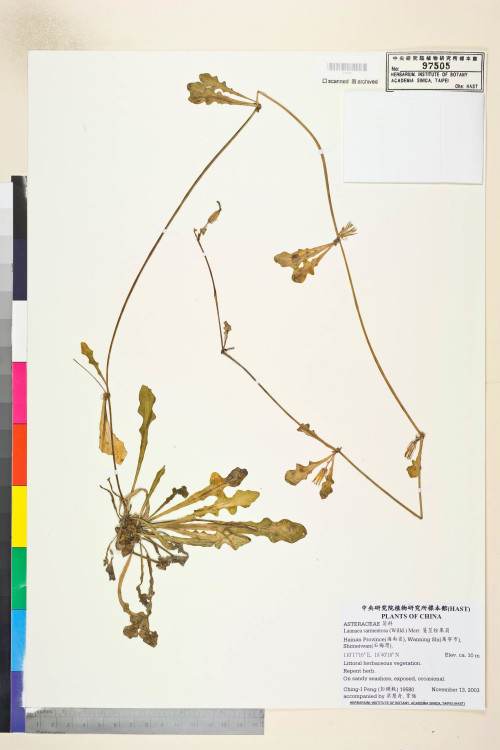 Launaea sarmentosa (Willd.) Merr._標本_BRCM 7587