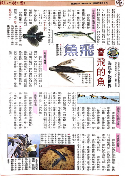 國語日報—海底生物世界：飛魚