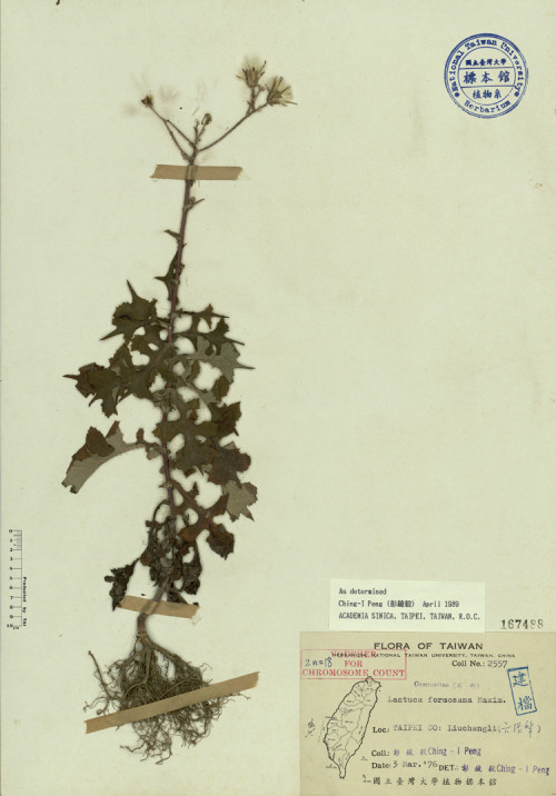 Lactuca formosana Maxim._標本_BRCM 3921