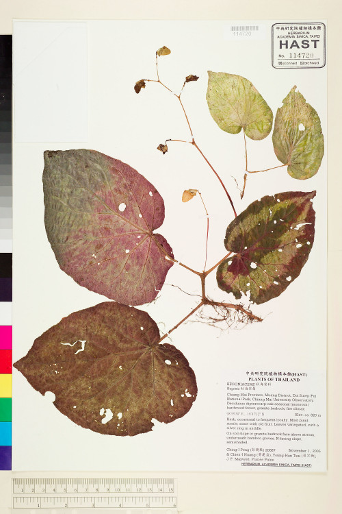 Begonia integrifolia標本_BRCM 2081