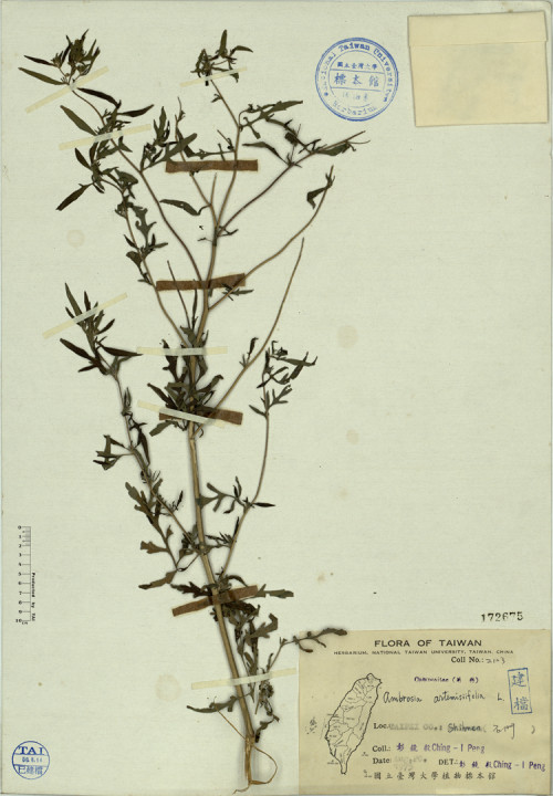 Ambrosia artemisiifolia L._標本_BRCM 4265