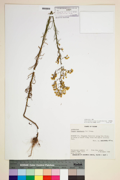 Conyza canadensis (L.) Cronq. var. pusilla (Nutt.) Cronq._標本_BRCM 7175