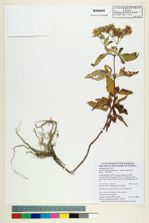 Eupatorium cannabinum L. subsp. asiaticum Kitam._標本_BRCM 5778