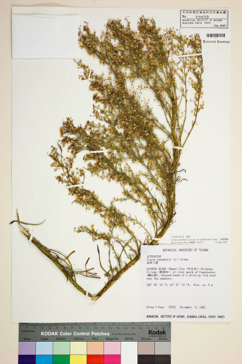 Conyza canadensis (L.) Cronq. var. pusilla (Nutt.) Cronq._標本_BRCM 7419