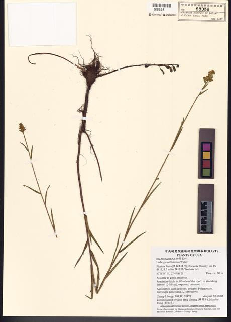 Ludwigia suffruticosa Walter_標本_BRCM 7801