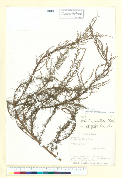 Artemisia capillaris Thunb._標本_BRCM 6920