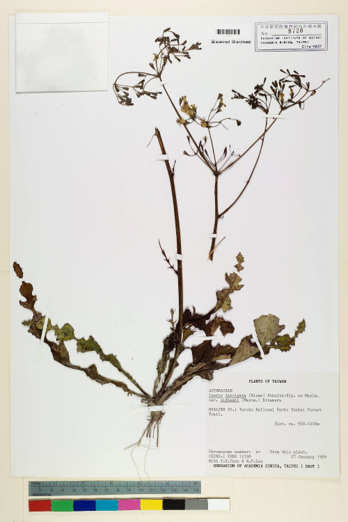 Ixeris laevigata (Blume) Schultz-Bip. ex Maxim var. oldhami (Maxim.) Kitam._標本_BRCM 7203