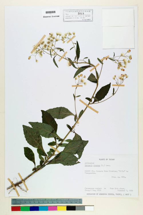 Vernonia cinerea (L.) Less._標本_BRCM 5111