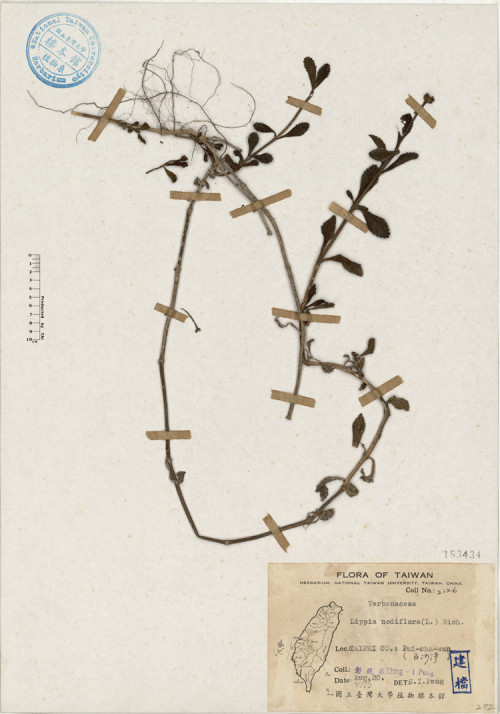 Lippia nodiflora (L.) Rich._標本_BRCM 4526