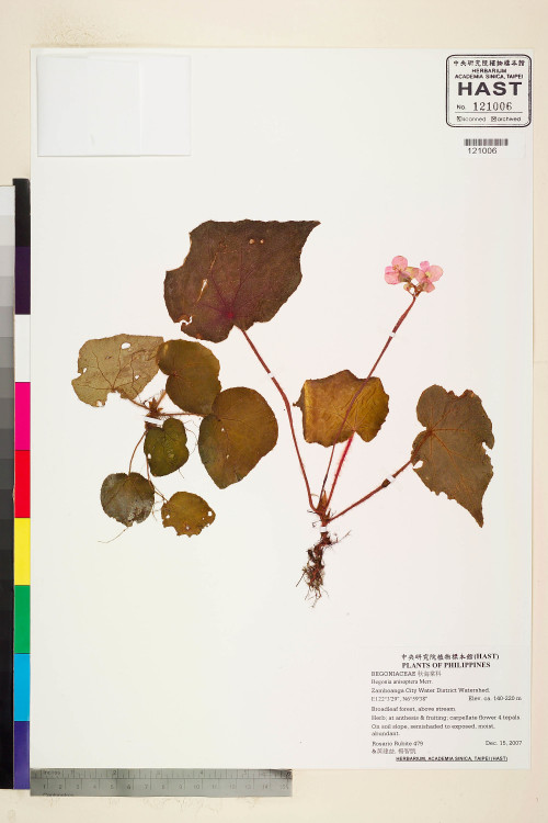 Begonia anisoptera標本_BRCM 2273