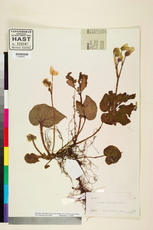 Begonia duclouxii標本_BRCM 2432