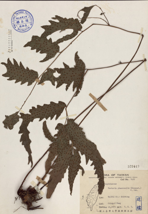 Tectaria phaeocaulis (Rosenst.) C. Chr._標本_BRCM 4001