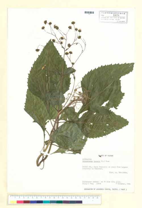 Adenostemma lavenia (L.) Kuntze_標本_BRCM 6887
