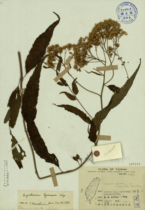 Eupatorium chinense L. var. simplicifolium (Mak.) Kitam._標本_BRCM 3887