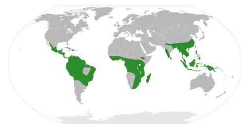 Begonia Distribution Map