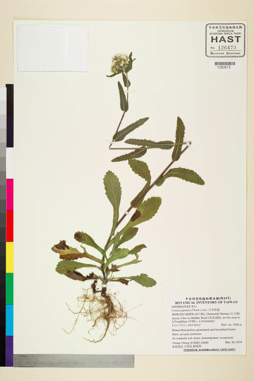 Conyza japonica (Thunb.) Less._標本_BRCM 7624